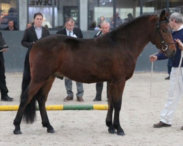 Pferd Gismo (New-Forest-Pony,  , von Silvertown's Toman)