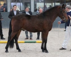 Pferd Gismo (New-Forest-Pony,  , von Silvertown's Toman)