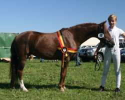 broodmare Comm's Forest Vuurdoorn (New Forest Pony, 2002, from Halenshof Wilfred)