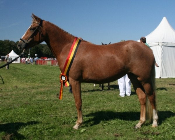 horse Mabel (New Forest Pony, 2010, from Woodrow Carisbrooke)