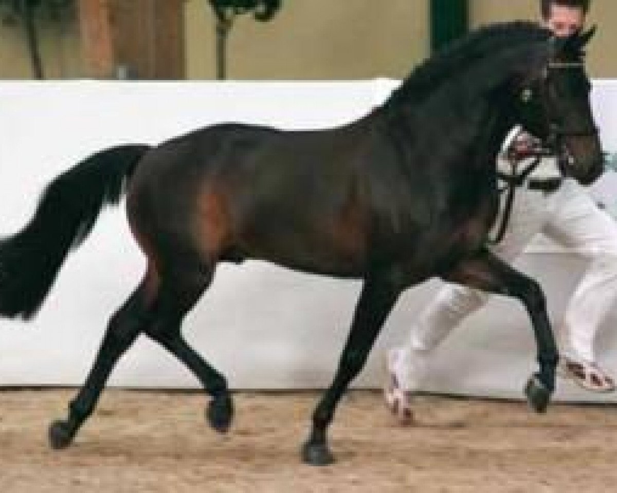 stallion Polsbury Pirelli (New Forest Pony, 2001, from Polsbury Pajero)