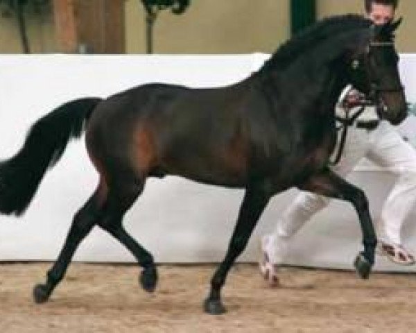 stallion Polsbury Pirelli (New Forest Pony, 2001, from Polsbury Pajero)