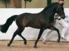 stallion Polsbury Pirelli (New Forest Pony, 2001, from Polsbury Pajero)