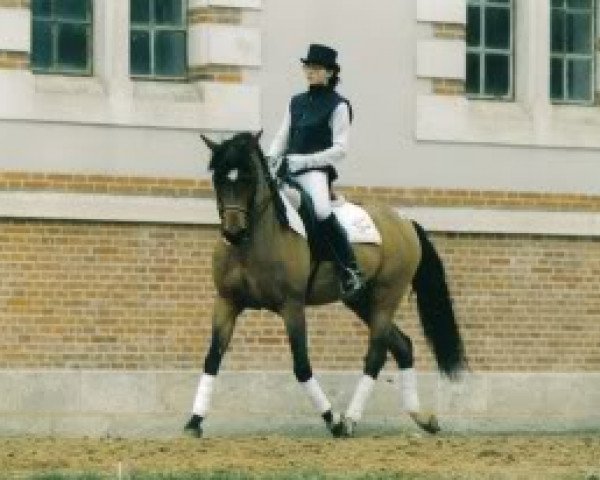 horse Axceen Djordy (New Forest Pony, 1983, from Briljant)