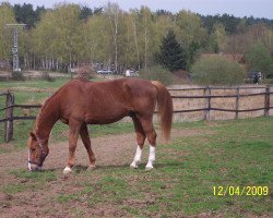 Pferd Imperial de Cheux (Selle Français, 1996, von Chenu du Plessis)