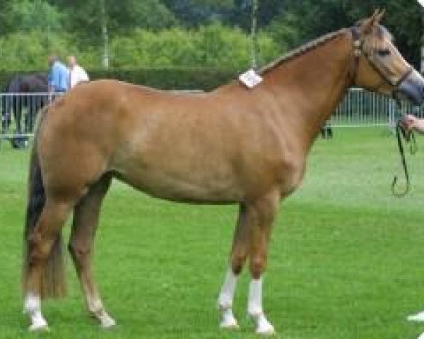 broodmare Polsbury Poetih (New Forest Pony, 1999, from Marits Mistique)