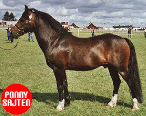 stallion Silverlea Top Hat (New Forest Pony, 1987, from Silverlea Spotlight)