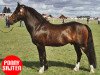 stallion Silverlea Top Hat (New Forest Pony, 1987, from Silverlea Spotlight)