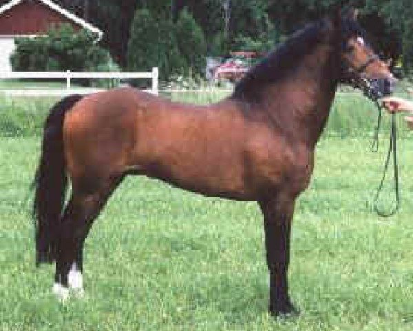 stallion Sörbys Lotus (New Forest Pony, 1991, from Silverlea Top Hat)