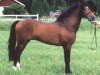 stallion Sörbys Lotus (New Forest Pony, 1991, from Silverlea Top Hat)