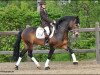 stallion Polsbury Pessoa (New Forest Pony, 2005, from Sörbys Lotus)