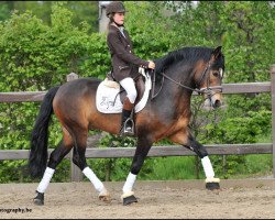 stallion Polsbury Pessoa (New Forest Pony, 2005, from Sörbys Lotus)