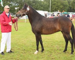 Pferd Brenjenhof's Hitske (New-Forest-Pony, 2010, von Polsbury Pessoa)