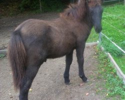 horse Ísólfur vom Nibelungensteig (Islandpferd, 2014, from Þorri frá Röðli)