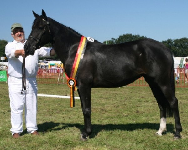 broodmare Demetria (New Forest Pony, 2008, from Samba King)