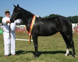 Zuchtstute Demetria (New-Forest-Pony, 2008, von Samba King)