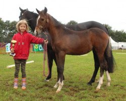 horse Kiana Van Het Riethof (New Forest Pony, 2013, from Subliem’s Ilias)