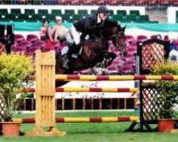 stallion Melle Bruno (New Forest Pony, 1993, from Oosterbroek Sergio)