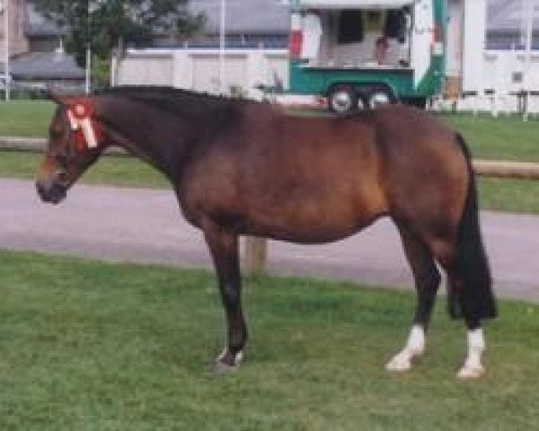 broodmare Rutten's Lady (New Forest Pony, 1998, from Melle Bruno)