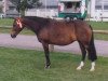 broodmare Rutten's Lady (New Forest Pony, 1998, from Melle Bruno)