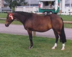 Zuchtstute Rutten's Lady (New-Forest-Pony, 1998, von Melle Bruno)