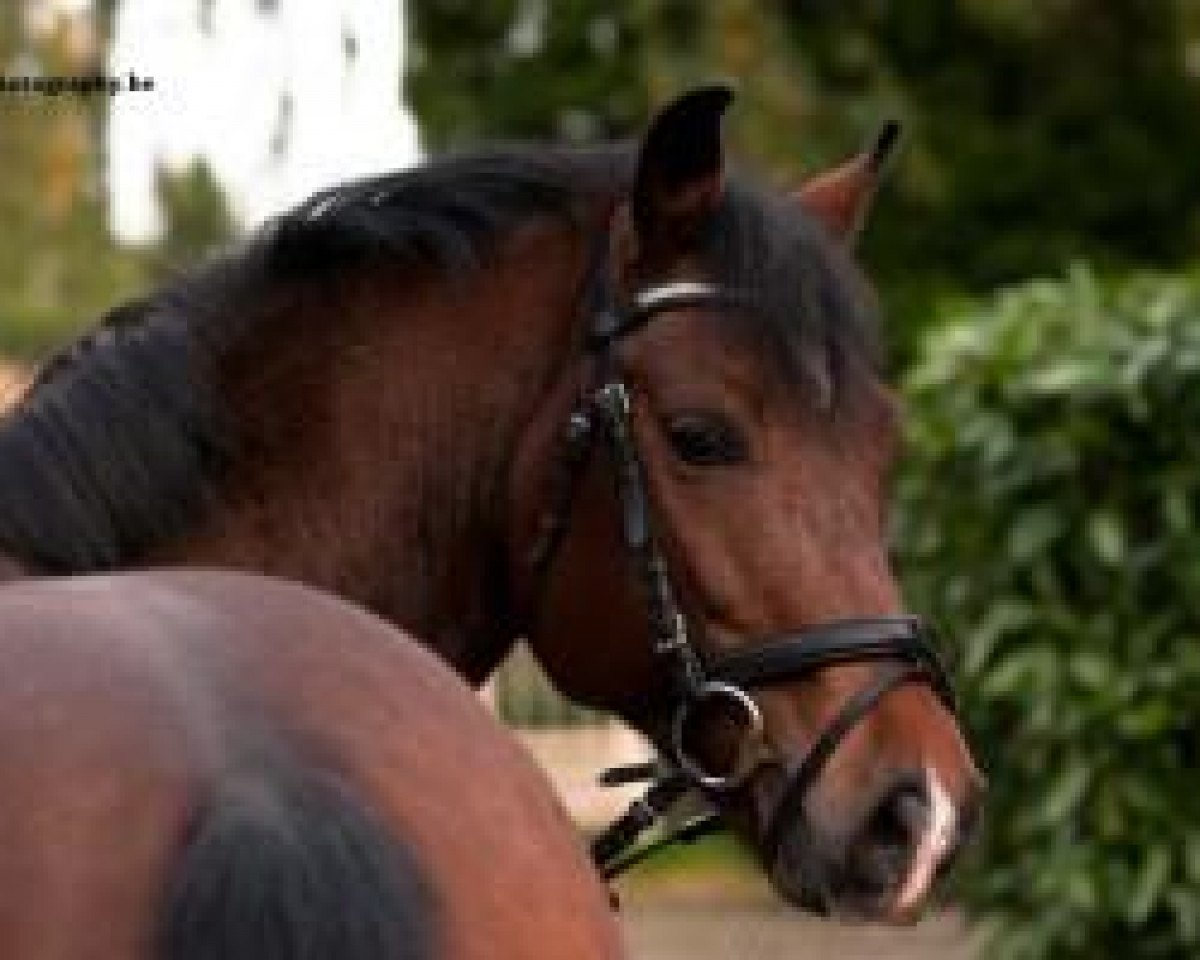 Deckhengst Subliem’s Ilias (New-Forest-Pony, 2009, von Jacodi's Bo's Barclay)