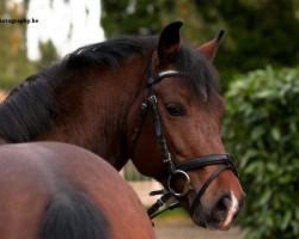 stallion Subliem’s Ilias (New Forest Pony, 2009, from Jacodi's Bo's Barclay)