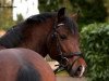 stallion Subliem’s Ilias (New Forest Pony, 2009, from Jacodi's Bo's Barclay)