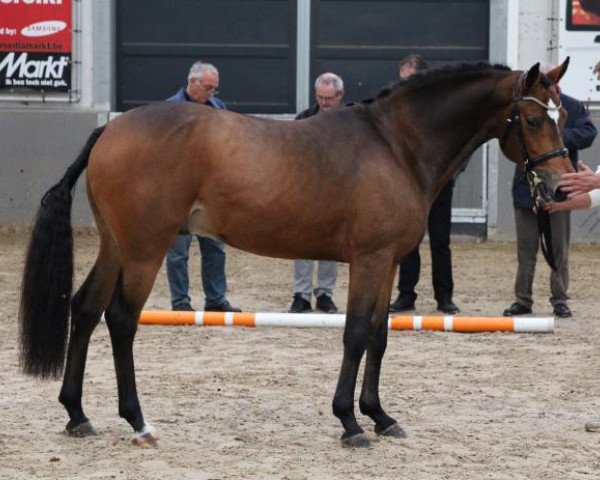 horse Kantje's Freek (New Forest Pony, 2010, from Oosterbroek Francois)