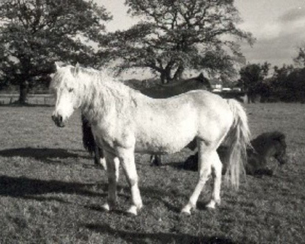 Deckhengst Silverlea Michaelmas (New-Forest-Pony, 1968, von Silverlea Hey Presto)