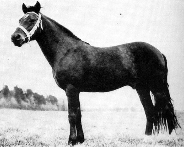 stallion Mudeford Pete (New Forest Pony, 1958, from Win-A-Way)