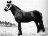 stallion Mudeford Pete (New Forest Pony, 1958, from Win-A-Way)