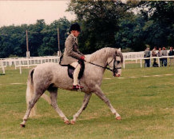Pferd Merrie Monksilver (New-Forest-Pony, 1992, von Merrie Monarch)