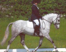 stallion Burley Moon River (New Forest Pony, 1997, from Merrie Monksilver)