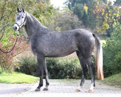 broodmare Fronterra (Westphalian, 2011, from First Selection)