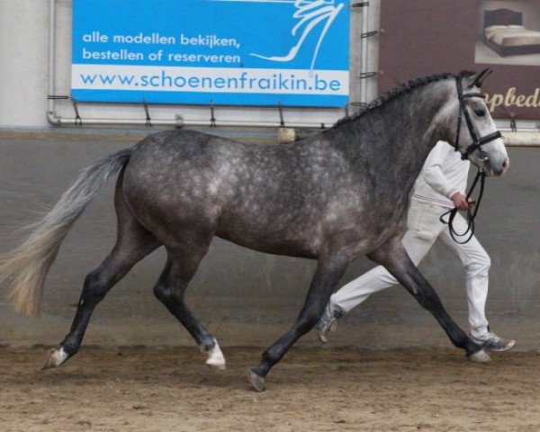 stallion Sulaatik's Performance (New Forest Pony, 2010, from Sulaatik's Peter Pan)