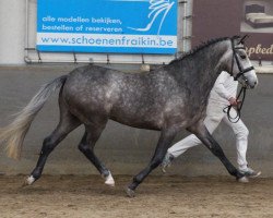 stallion Sulaatik's Performance (New Forest Pony, 2010, from Sulaatik's Peter Pan)