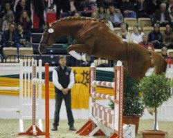 stallion Le Chevalier (Trakehner, 2011, from Cavallieri xx)