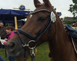 dressage horse Capucina 2 (German Riding Pony, 2003, from Halifax)