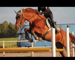 broodmare Cordina Grande (Oldenburg, 2000, from Cordial Medoc)