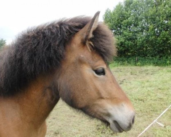 Pferd Elfa vom Etzelbach (Islandpferd, 2008, von Hruni vom Schloßberg)