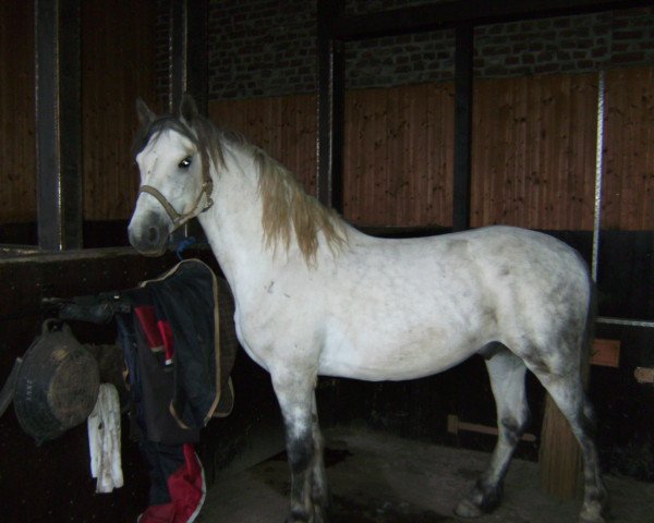 dressage horse Kinley S (Connemara Pony, 2005, from Innellan Kestrel)