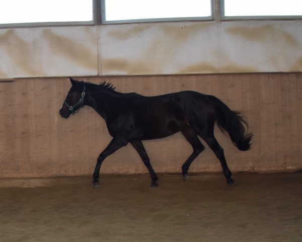 horse Lady Candela (Hanoverian, 1999, from Charon)