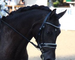 dressage horse Nougat (German Riding Pony, 2010, from Nemax)