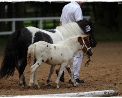 Pferd Nina (Shetland Pony, 2014, von Nick)