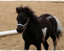 horse Urmel von der Mühlbachquelle (Shetland Pony, 2014, from Ambitie van de Zandkamp)