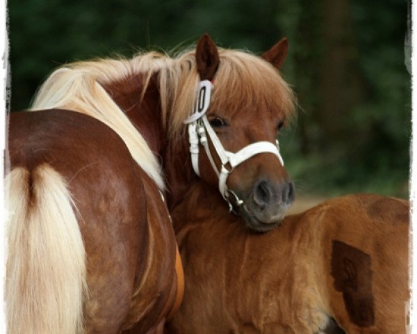 Zuchtstute Raffa vom Purnitzgrund (Shetland Pony,  , von Bonito)