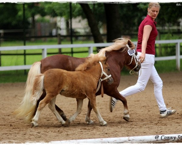 Pferd Ronja (Shetland Pony, 2014, von Pharlap van de Bekkenkamp)