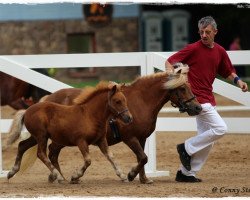 Zuchtstute Lorina (Shetland Pony, 2014, von Omar v. Roba)