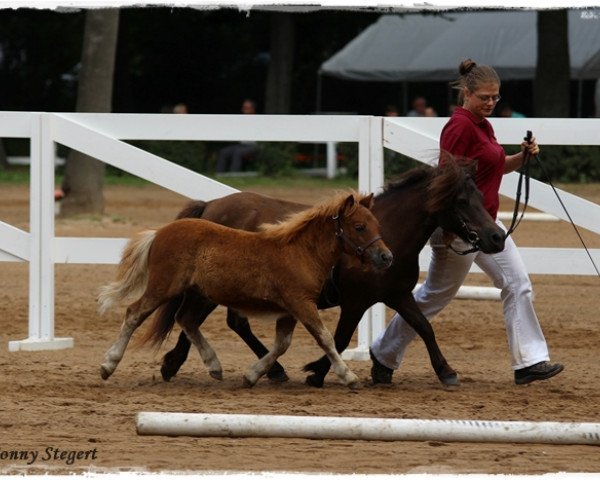 horse Bente von Salza (Shetland Pony, 2014, from Inspektor vom Fasanenweg)